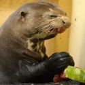 watermelon-otter